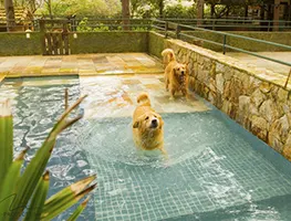 Imagem de Hotel para Animais