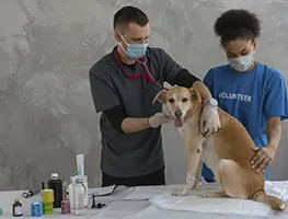 Imagem de Veterinários