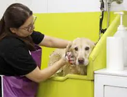 Imagem de Banho e Tosa de Animais