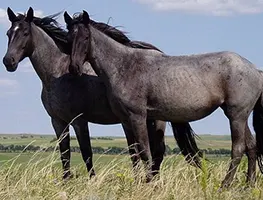 Imagem de Haras e Hípicas