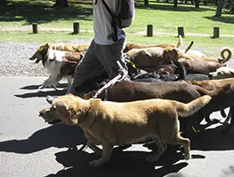 Imagem de Cuidadores de Animais